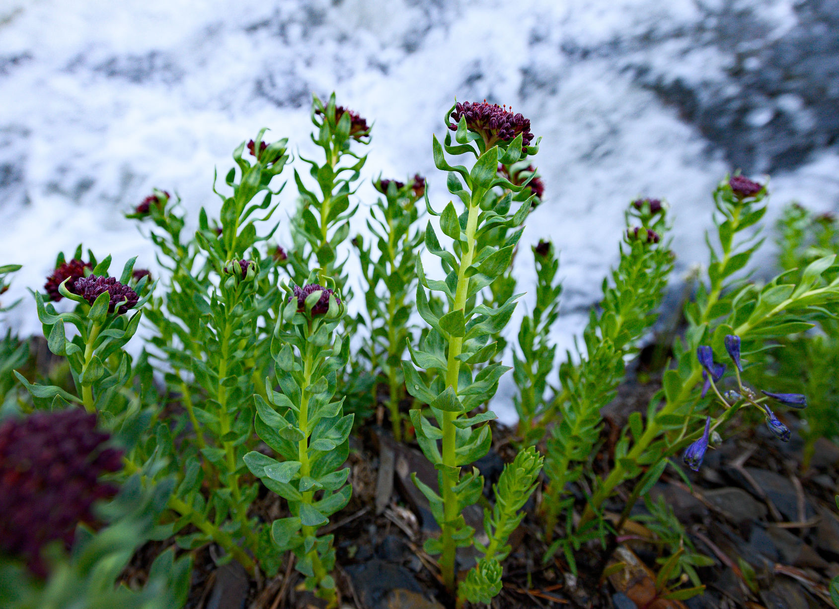 06_28_19 wildflowers0830.jpg